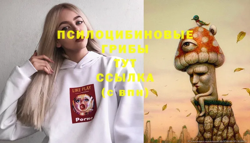 Псилоцибиновые грибы Psilocybe  закладка  Заполярный 